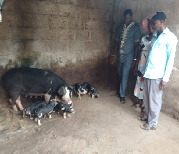 Pig farming